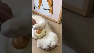 Easy Cat Hair Removal Trick 🤭 foryou cleaning clean cat satisfactory shorts petcare viral [upl. by Yoccm690]