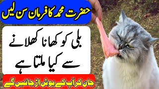 Billi ko khana Khilane ke Friday  Dolat Hi Dolat ka wazifa [upl. by Folger]