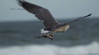 white bellied Sea eagle hunting sunshine Coast Australia [upl. by Eahsram]