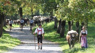 Viehscheid in Oberstdorf 2020 lange Version [upl. by Roleat]