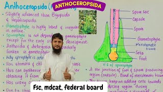 anthoceropsida class 11  life cycle of hornworts [upl. by Dnomar]