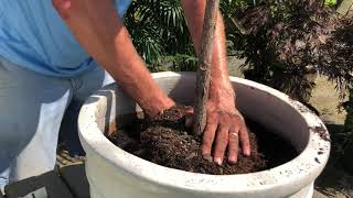 How to Repot a FiddleLeaf Fig [upl. by Atiuqam]