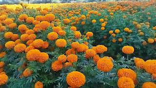 empire Orange indus Marigold [upl. by Atinus]