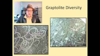 What are Fossil Graptolites and why are they useful in geology [upl. by Hoover]