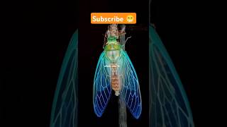 Cicada Insect 🔥 shorts factsinhindi facts factshorts dadajifacts trending cicada insects [upl. by Moyer]