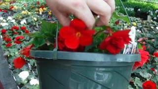 How to grow MASSIVE Begonia Flowers Greenhouse Secret [upl. by Yrreiht788]