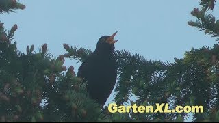 Amsel im Garten [upl. by Areid541]