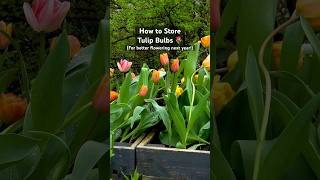 How to Store Tulip Bulbs 🌷 for better flowering next year relaxingmusic nature [upl. by Levesque]