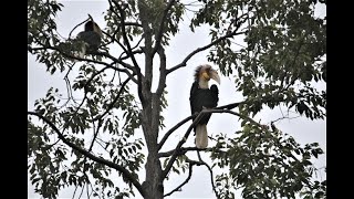 WREATHED HORN BILLS amp FLYING FOX HABITAT [upl. by Anetsirk530]