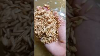 Seed soakingRice cultivation part1rice ricecultivation seeds ytshorts [upl. by Foulk]