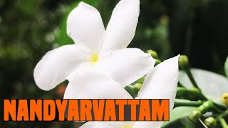 Nandyarvattam Ayurvedic Uses and Facts About Nandyarvattam  Tabernaemontana divaricata [upl. by Nairolf]