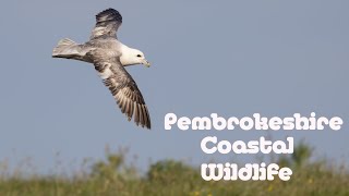 Pembrokeshire Coastal Wildlife [upl. by Rowley]