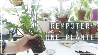 🌿 Rempoter les plantes dintérieur  5 exemples 👩🏼‍🌾 Tuto jardinage [upl. by Norel]