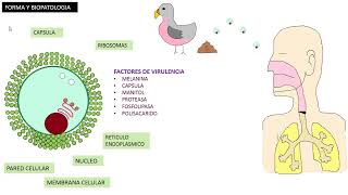 CRIPTOCOCO NEOFORMANS [upl. by Corette]