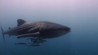 Vilamendhoo Maldives Diving Impressions 2013 HD 1080p [upl. by Karlotte]