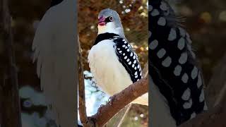 Diamond Firetail finch singing birds animals bird nature [upl. by Suhpesoj690]