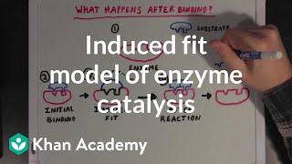 Induced fit model of enzyme catalysis  Chemical Processes  MCAT  Khan Academy [upl. by Olag]