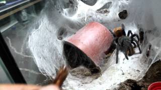 Tarantula feeding video [upl. by Allie]