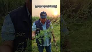 Parthenium hysterophorus Carrot Grass [upl. by Maren]