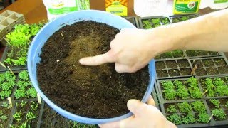 TRG 2016 When to Water Your Vegetable Seeds amp Bottom Watering Look For Dried Light Starting Mix [upl. by Latini425]