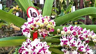 Rhynchostylis orchid in Thailand ช้างการ์ตูน Rhynchostylis giganteaLindlRidl  pink spots color [upl. by Stevie802]