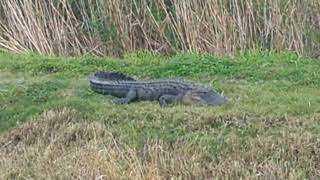 Alligator Number 16 is Huge amp Great Egret Nearby in Grass at Lake Apopka Wildlife Drive Florida [upl. by Baxter]