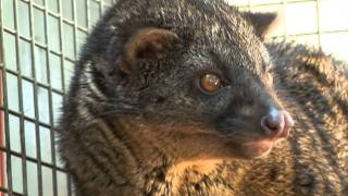 RAINFOREST PYRAMID® UPDATE African Palm Civet [upl. by Venice826]