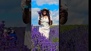 Hitchin Lavender Garden London trending viral shortsshortsfeed [upl. by Airlee]