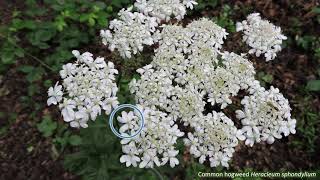 Fiveminute families  Apiaceae [upl. by Mikal57]