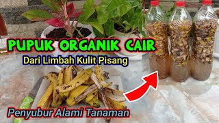 Cara Membuat Pupuk Organik Cair Dari Kulit Pisang [upl. by Heyde]