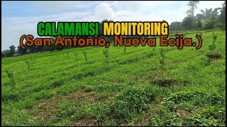 Calamansi monitoring [upl. by Trebornhoj]