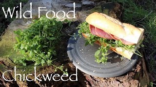 Wild Food  Chickweed Polish Sausage and Chickweed Sandwich and Steamed with Lemon Juice [upl. by Gereld]