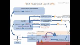 ReninAngiotensin Aldosterone System RAAS [upl. by Namwob]