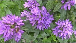 Campanula glomerata  Glockenblume Bellflower [upl. by Rutger410]