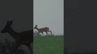 Roe deer hunting in Latvia 2024 [upl. by Hayward]