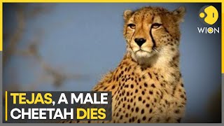 Kuno 7th Cheetah dies since move to India  WION Pulse [upl. by Aleda65]