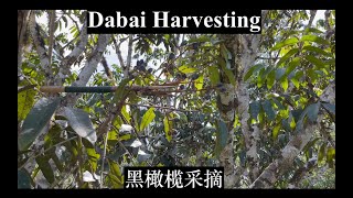 Dabailogy EP 2 Harvesting Of Dabai Fruit  Canarium Odontophyllum   黑橄榄的采摘果实 [upl. by Veronike]