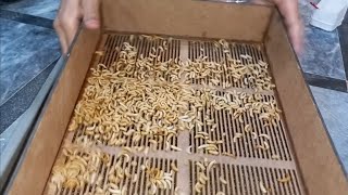 daily work routine mealworm pupa harvest [upl. by Primavera289]