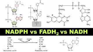 NADH vs FADH2 vs NADPH  Structure amp functions of Coenzymes  Dr Ghanshyam Jangid [upl. by Elleirad]