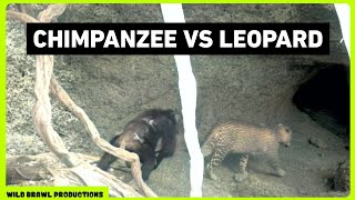 Leopard attacks Chimpanzees in Senegal  Other footages of Chimp vs Leopard Wild dogs Hyena etc [upl. by Estella]