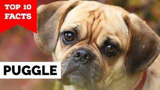 Puggle  Top 10 Facts [upl. by Annelise]