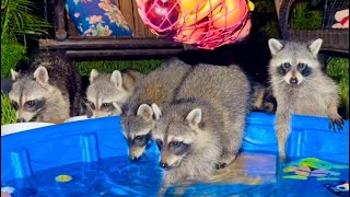 Story About a Nursing Mother Raccoon and Her Baby Raccoons  Dog Cat TV [upl. by Aimar]