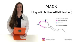 MACS Sperm Magnetic Activated Cell Sorting [upl. by Berkman724]