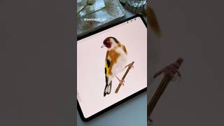 Drawing Process in Procreate  Bird  Tutorial shorts drawing digitalart procreate [upl. by Negroj]