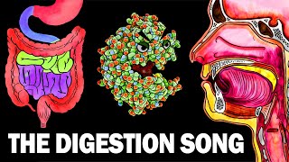 THE DIGESTIVE SYSTEM SONG [upl. by Boorman]