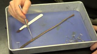 Earthworm Dissection [upl. by Bohman]