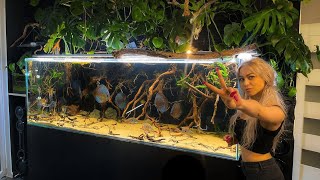 Feeding time for all Wild Discus Fish  Unbelievable Discus Tank [upl. by Mellman]