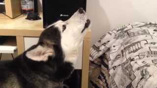 Siberian Husky Howling  Ululato Husky Siberiano [upl. by Rizas426]