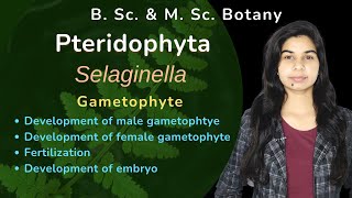 Pteridophyta  Selaginella  Gametophyte  Botany  B Sc amp M Sc [upl. by Fabiolas]