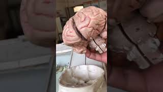 Human Skull amp Brain  इंसान की खोपड़ी और ब्रेन अन्दर से कैसा होता है viral trending shorts shots [upl. by Constantino]